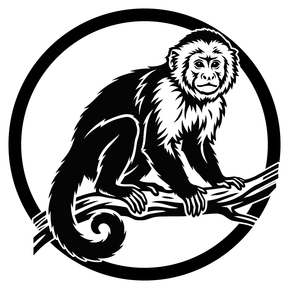 Singe capucin