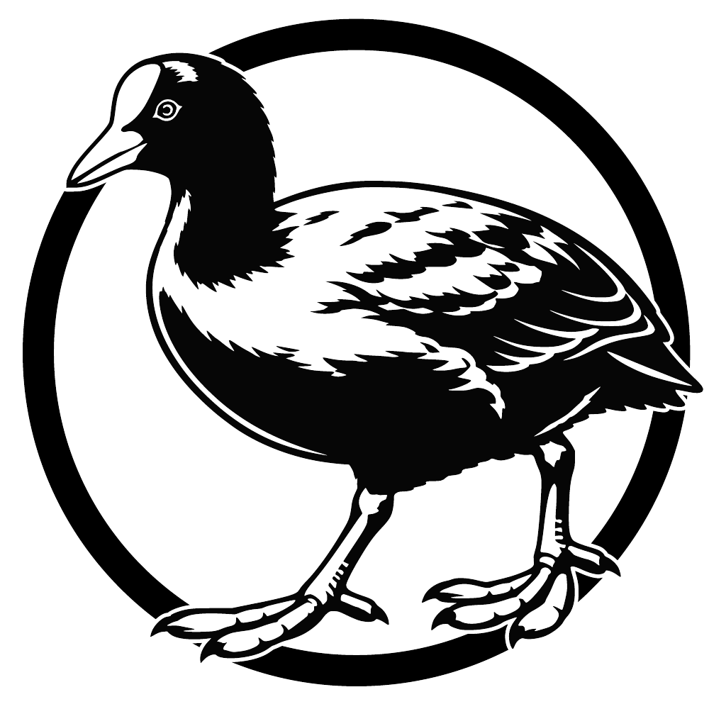 Meerkoet
