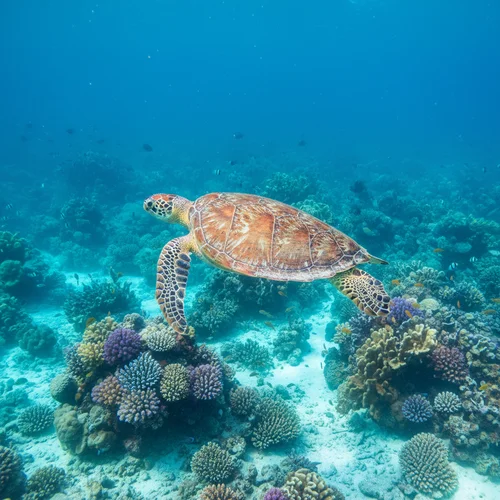 Schildpad