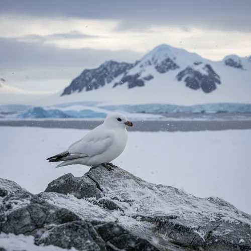 Sneeuwstormvogel